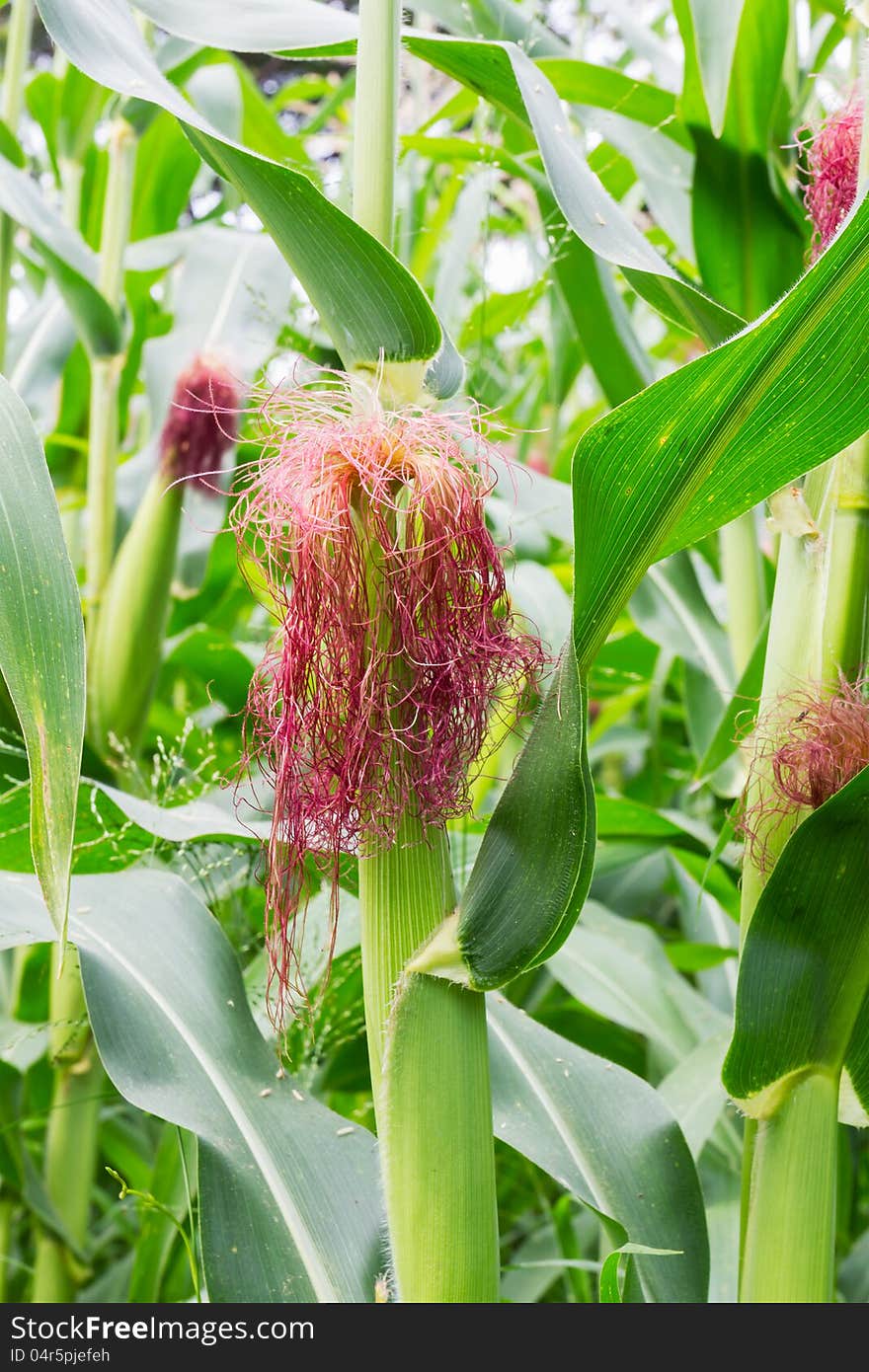 Corn on the stalk in the field