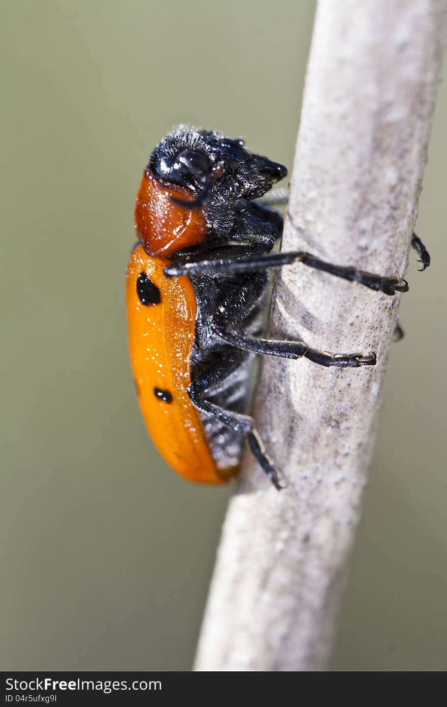 Close up view of the beautiful Leaf Beetle (Lachnaia paradoxa). Close up view of the beautiful Leaf Beetle (Lachnaia paradoxa).