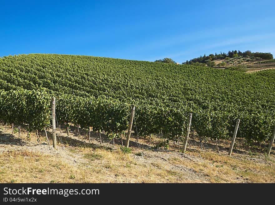 A Vineyard In Italy