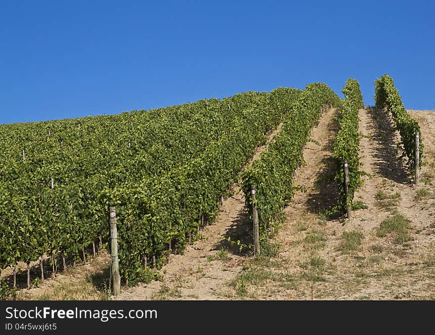 A Vineyard In Italy