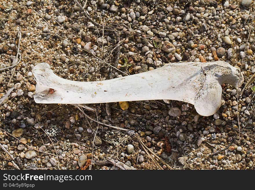 Sheep leg bone