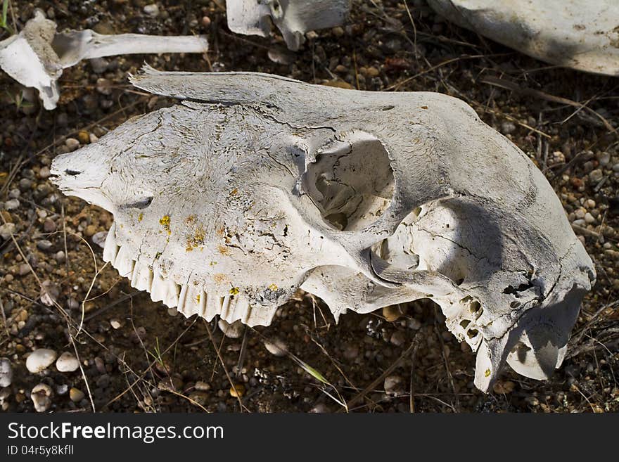 Sheep skull