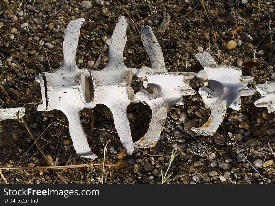 Close view back bones of a sheep on the ground. Close view back bones of a sheep on the ground.