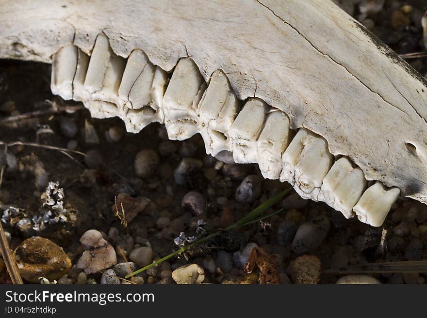 Jaw Teeth Of Sheep