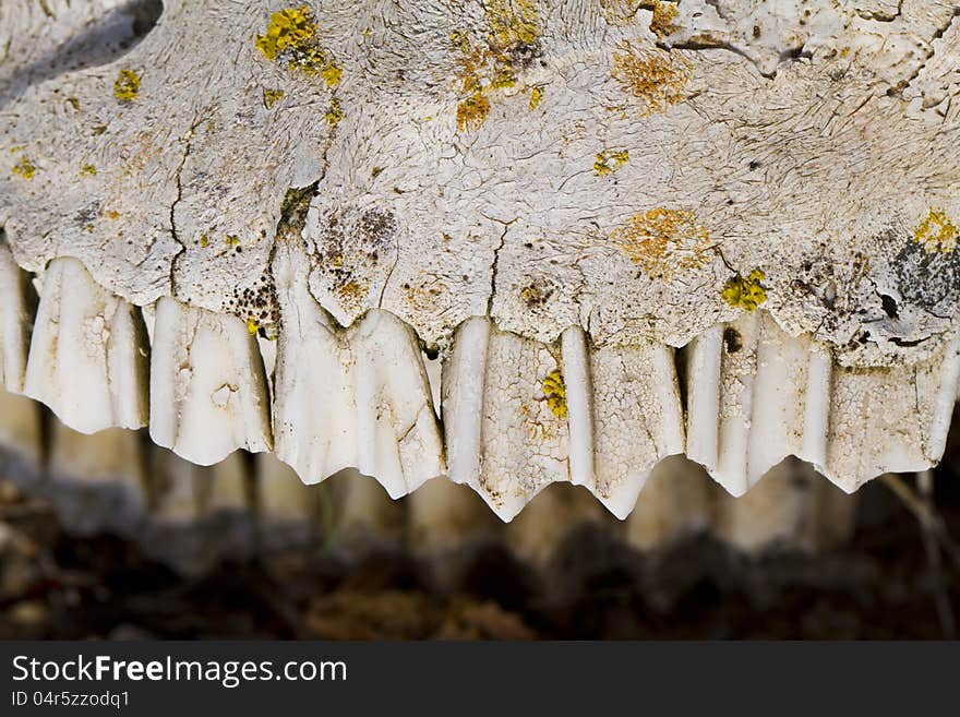 Jaw with teeth of sheep