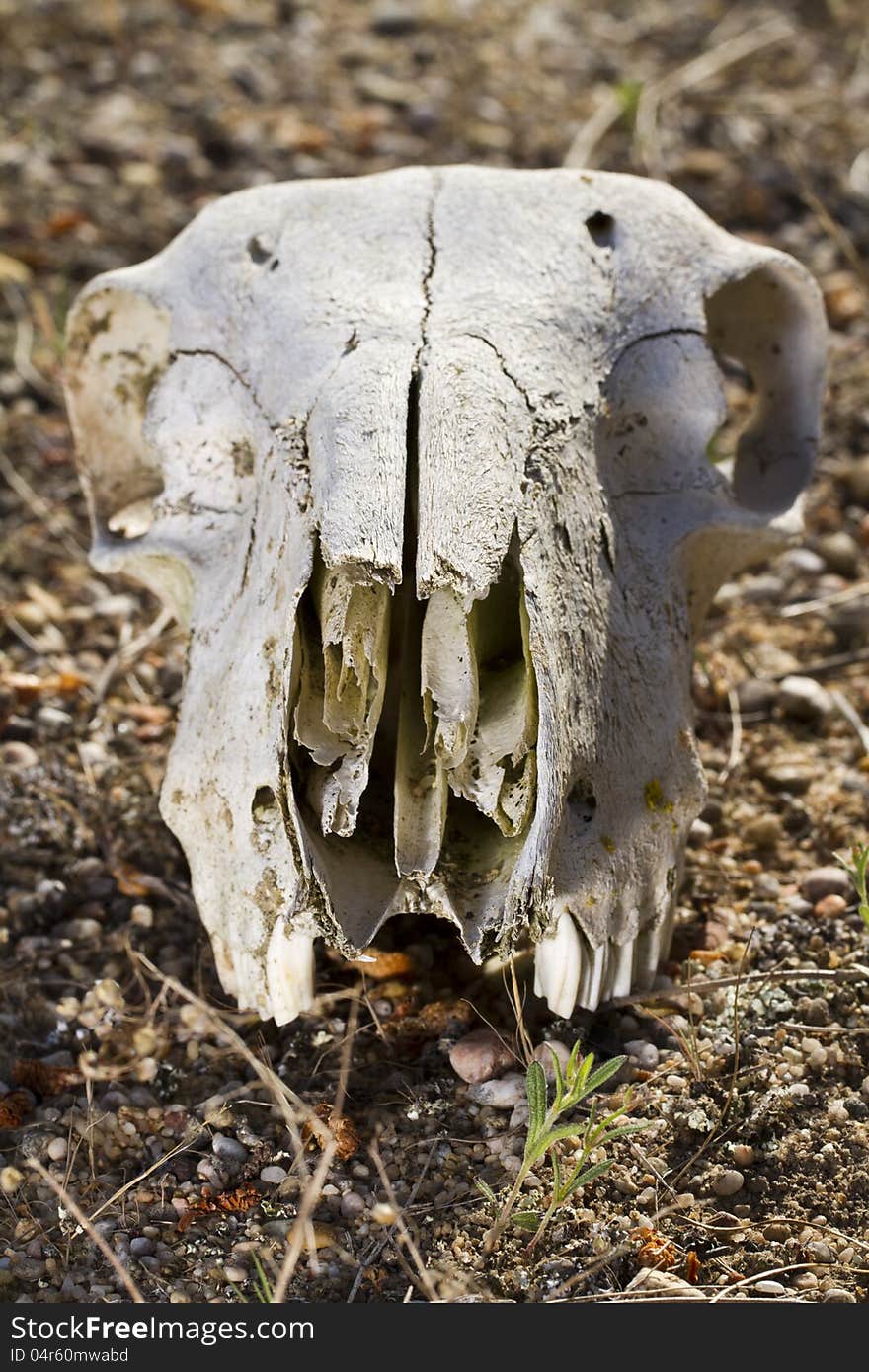 Jaw with teeth of sheep