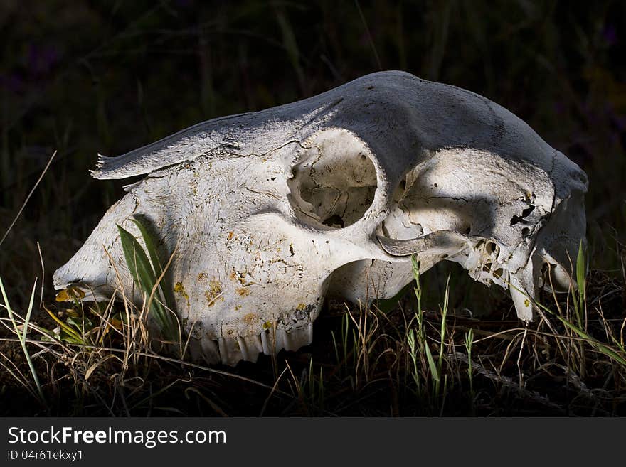 Sheep skull