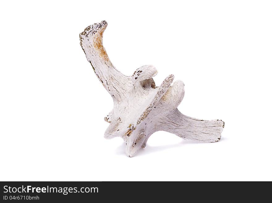 Close view of one bone from the back spine of a sheep isolated on a white background. Close view of one bone from the back spine of a sheep isolated on a white background.