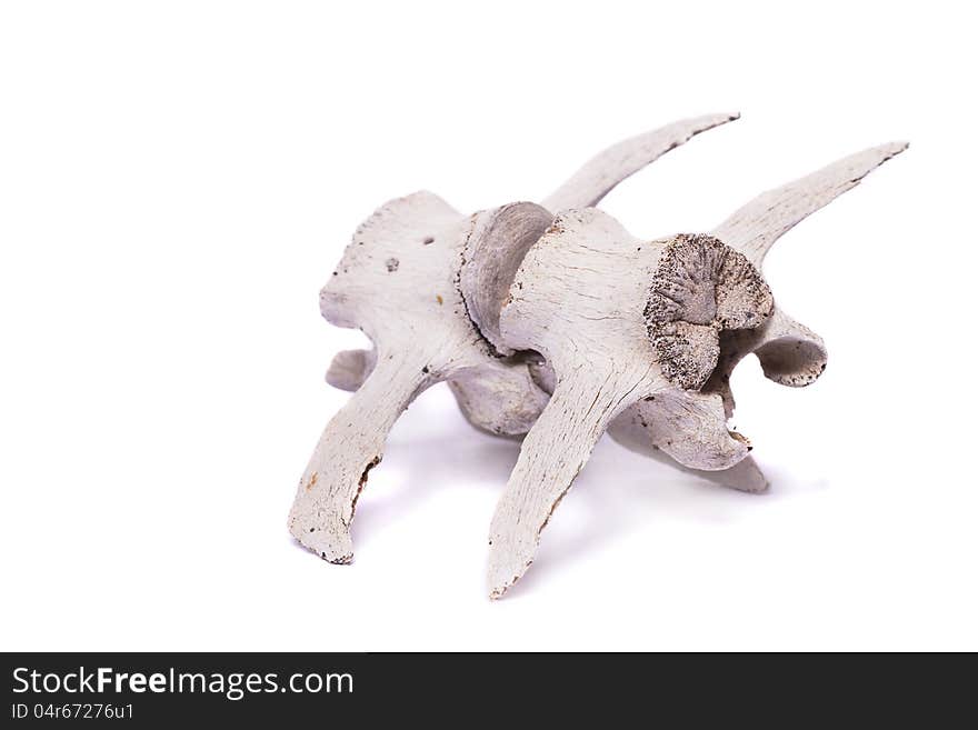 Close view of two bones from the back spine of a sheep isolated on a white background. Close view of two bones from the back spine of a sheep isolated on a white background.