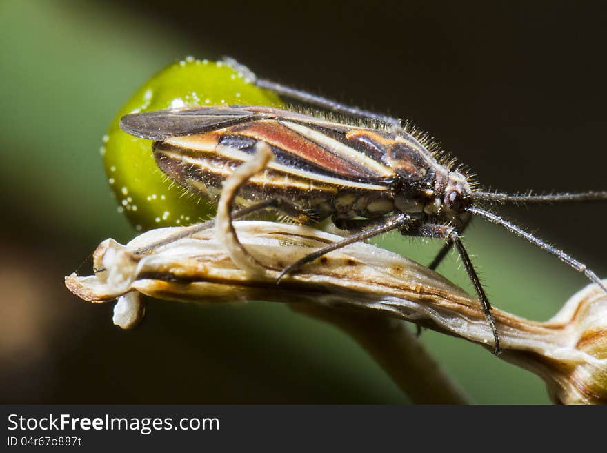 Close up view of the Jumping Tree Bug (Horistus orientalis). Close up view of the Jumping Tree Bug (Horistus orientalis).