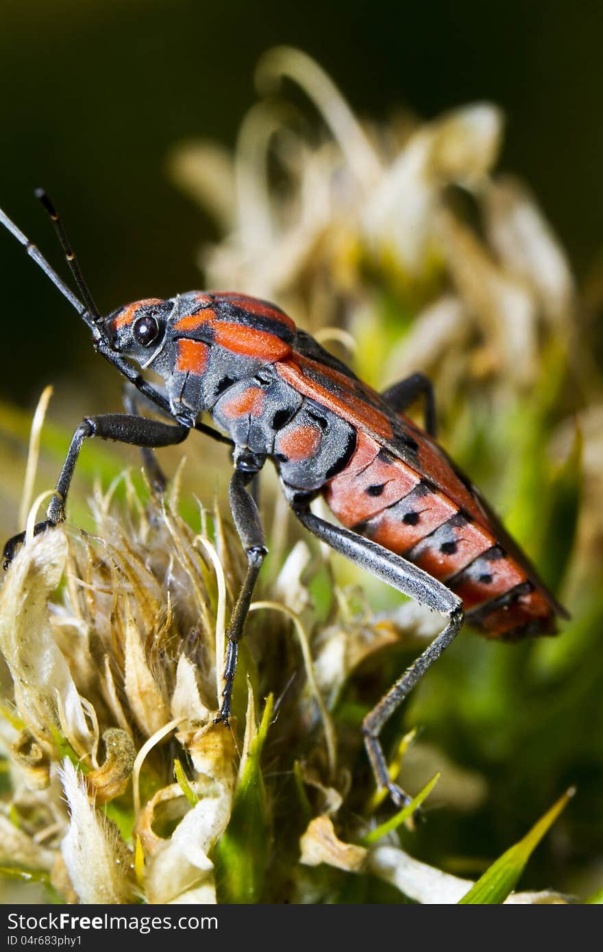 Chinch Bug &x28;Spilostethus pandurus&x29