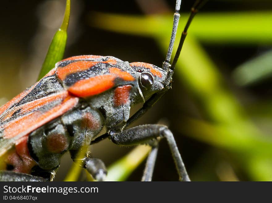 Chinch Bug &x28;Spilostethus pandurus&x29