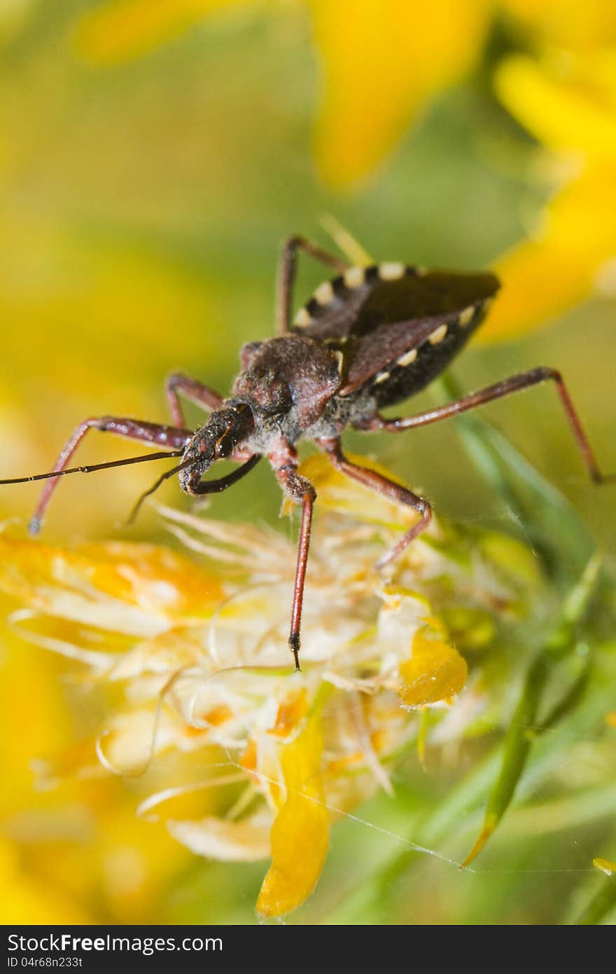 Close up view of the Assassin Bug (Rhynocoris cuspidatus). Close up view of the Assassin Bug (Rhynocoris cuspidatus).