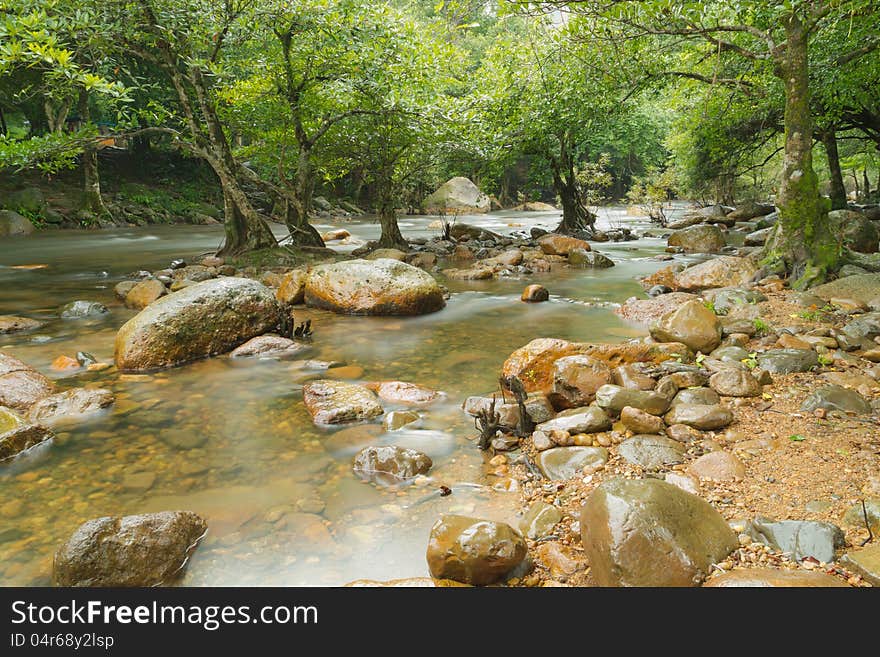 Forest and stream water between the stones. Forest and stream water between the stones