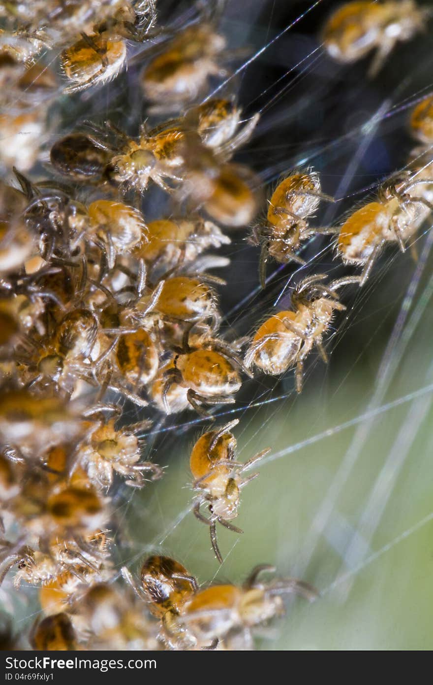 Close up view of many spider babies on a web.