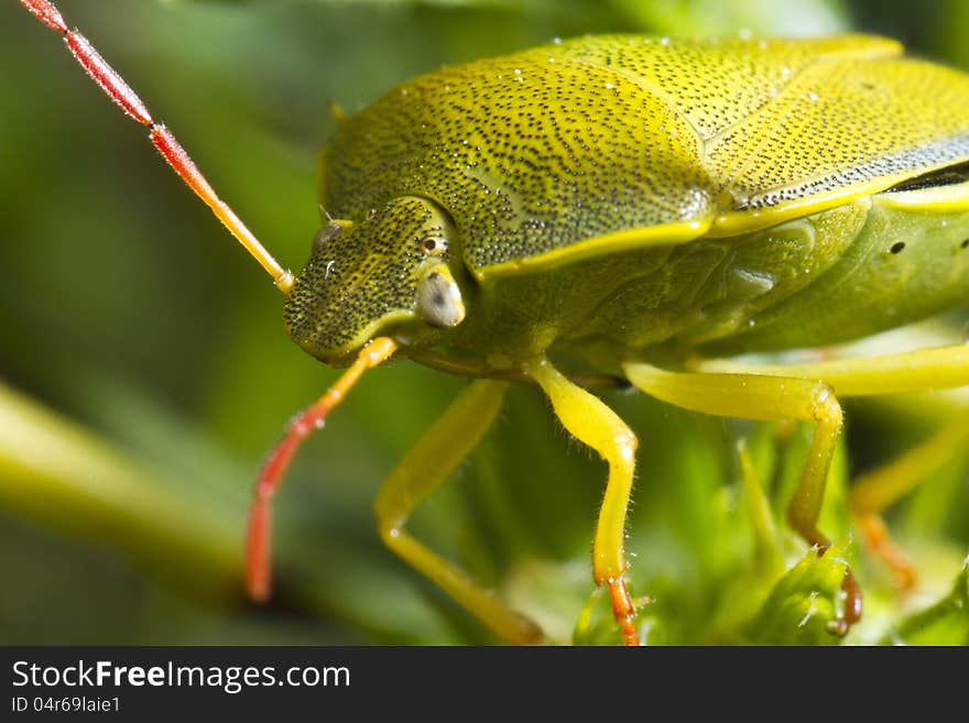 Close up view of a green colorful stink bug (Nezara viridula). Close up view of a green colorful stink bug (Nezara viridula).