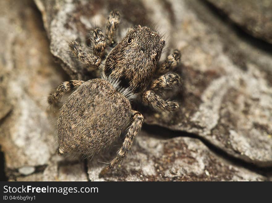 Grey jumping spider