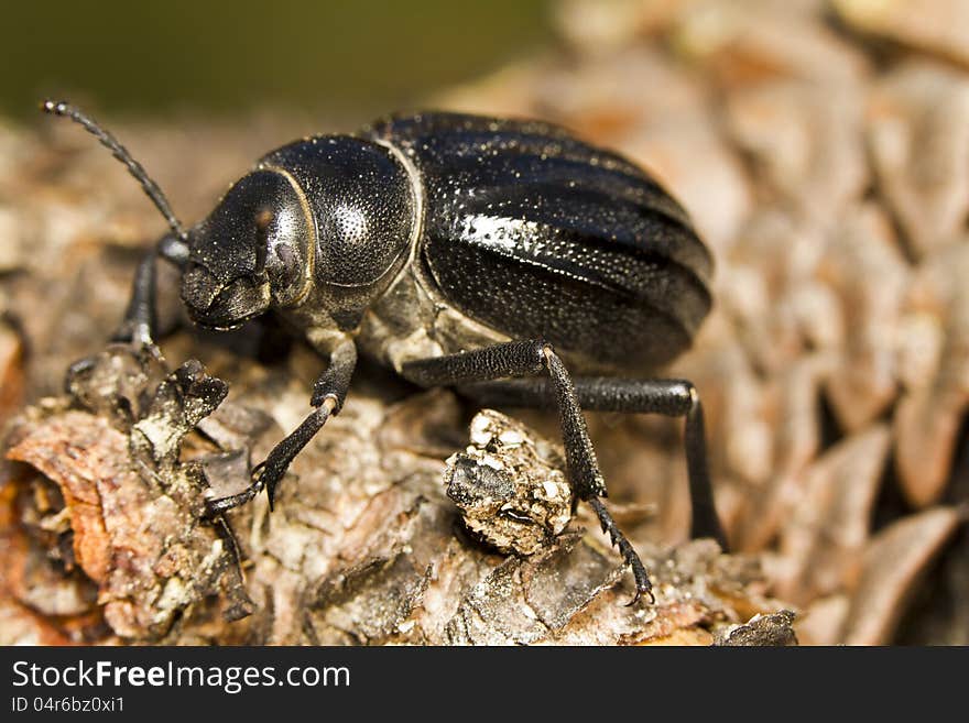 Black Beetle &x28;Pimelia Costata&x29;