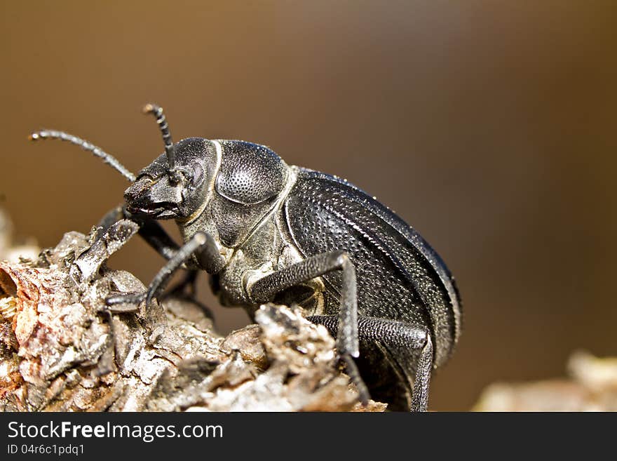 Black Beetle &x28;Pimelia costata&x29