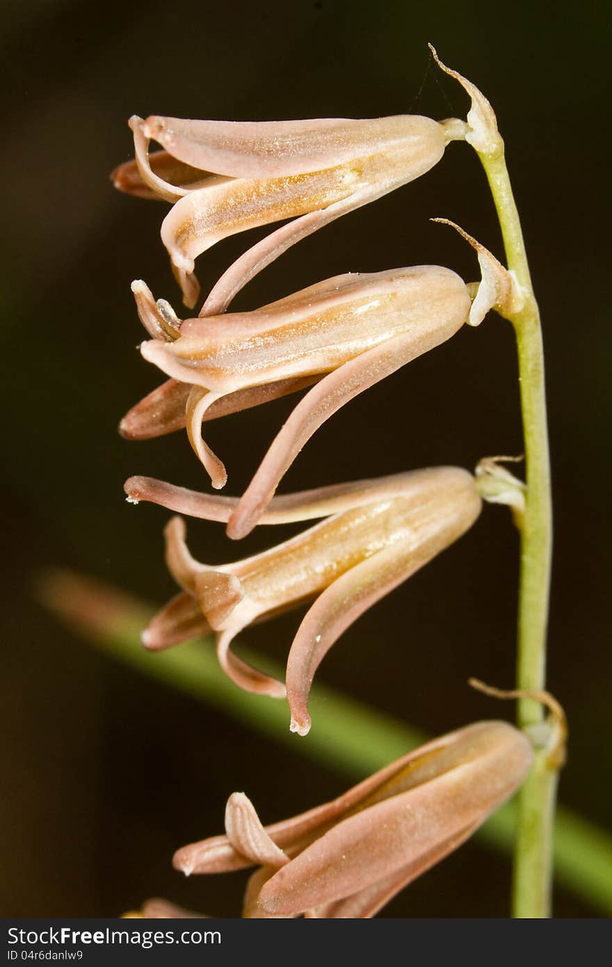 Close up view of the beautiful Dipcadi serotinum wildflower.