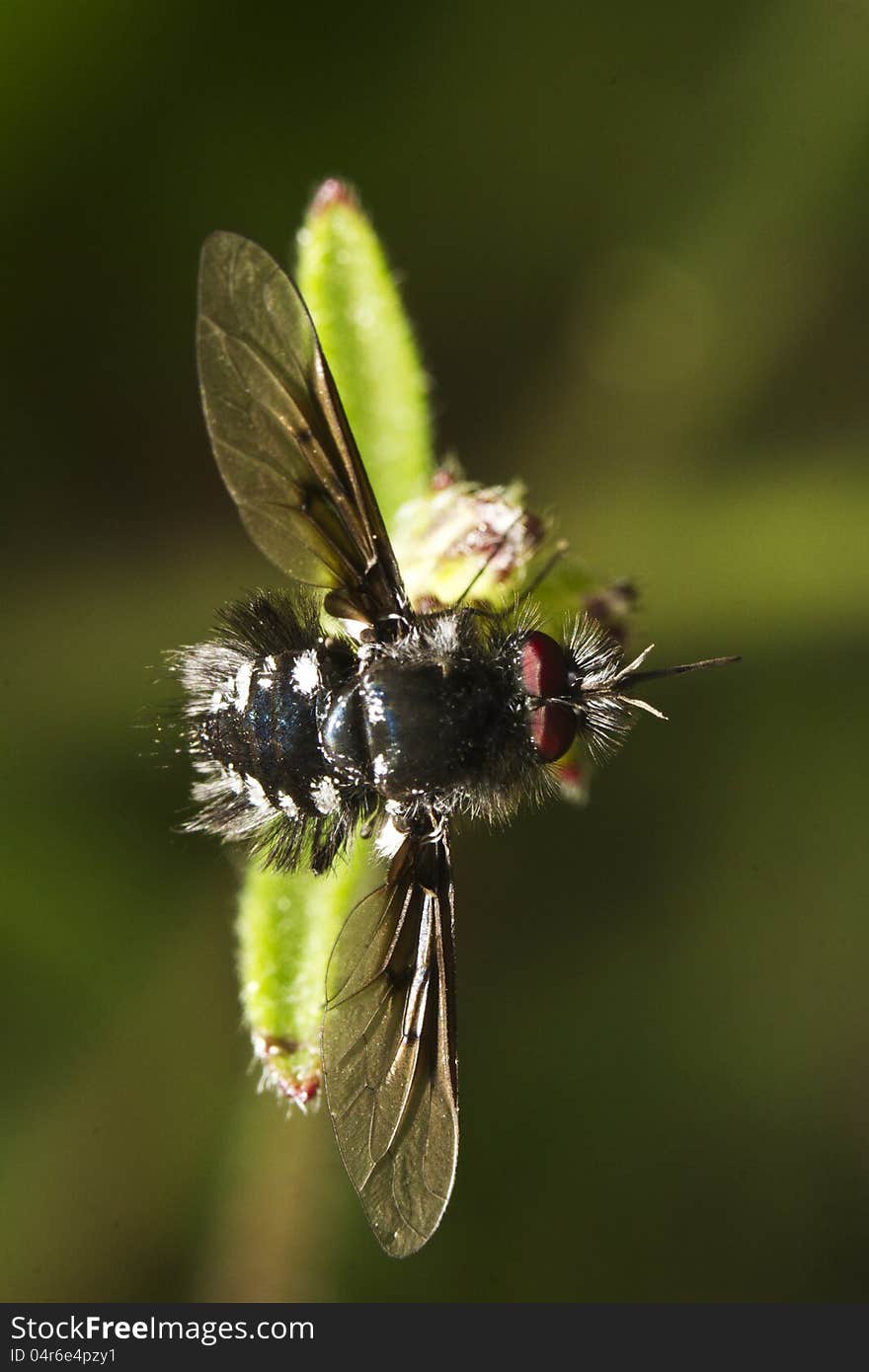 Close view detail of a bombylius species of fly. Close view detail of a bombylius species of fly.