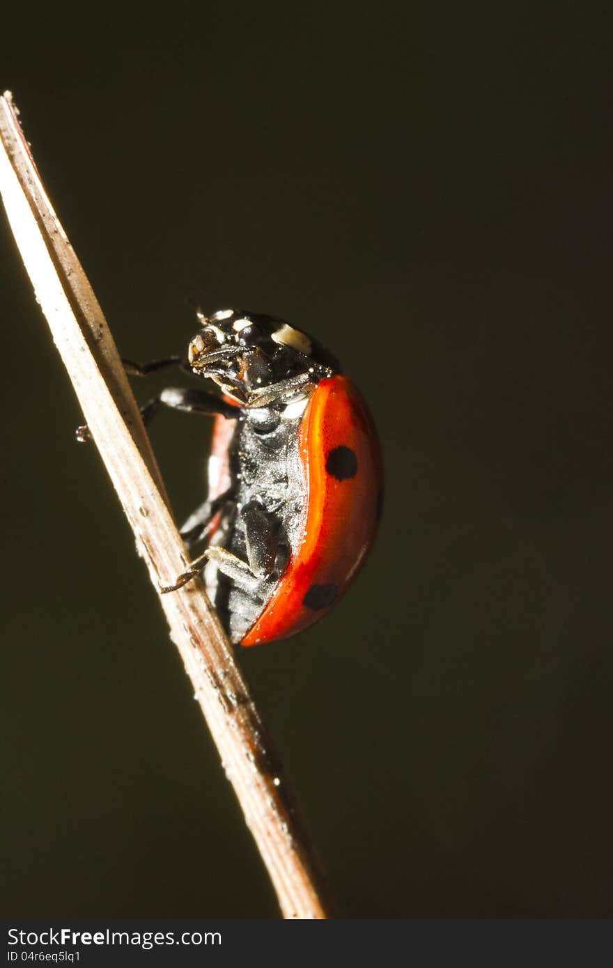 Close view detail of a ladybug (coccinellidae) beetle. Close view detail of a ladybug (coccinellidae) beetle.