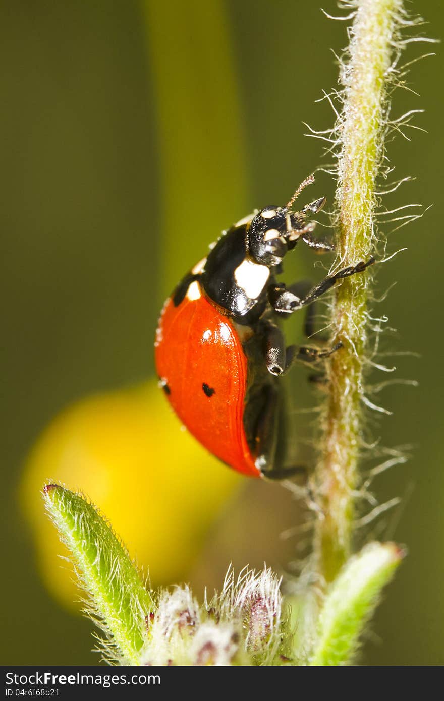 Close view detail of a ladybug (coccinellidae) beetle. Close view detail of a ladybug (coccinellidae) beetle.