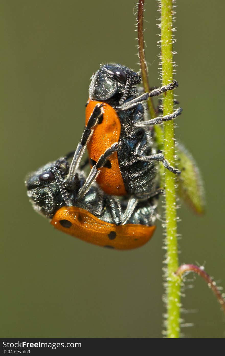 Leaf Beetles &x28;Lachnaia paradoxa&x29; mating