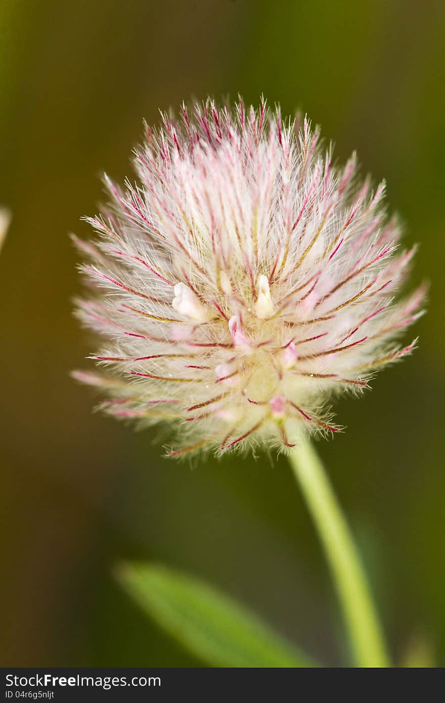 Trifolium flower