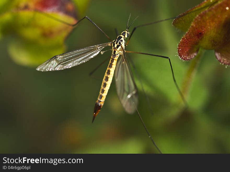 Ichneumon Wasp &x28;Syzeuctus&x29;