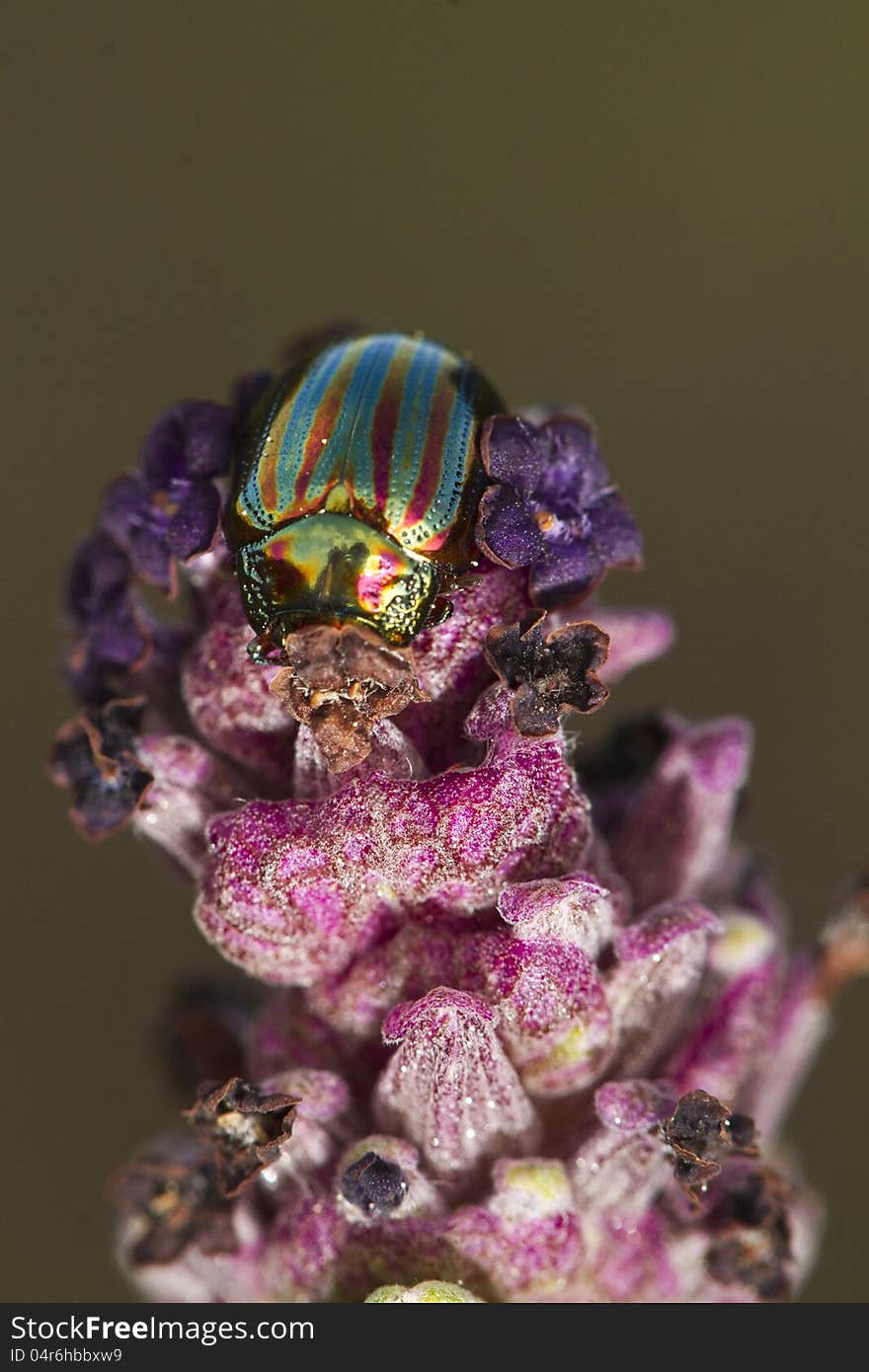 Rosemary beetle &x28;chrysolina americana&x29