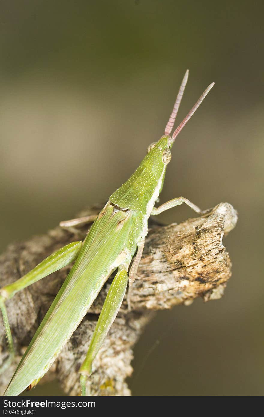 Close view detail of a green grasshopper (Pyrgomorpha conica). Close view detail of a green grasshopper (Pyrgomorpha conica).