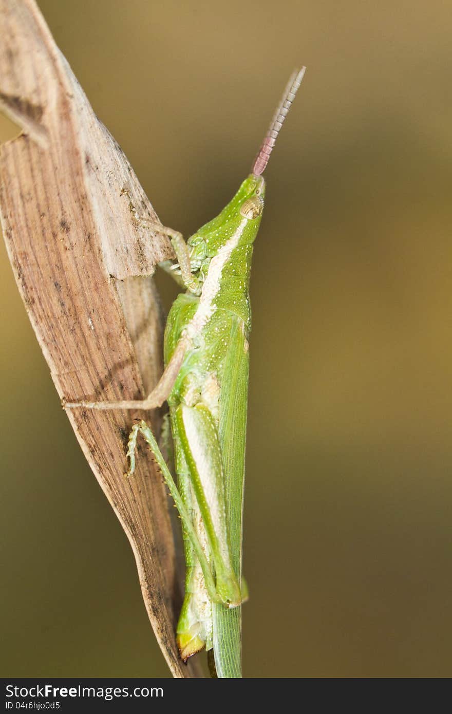 Close view detail of a green grasshopper (Pyrgomorpha conica). Close view detail of a green grasshopper (Pyrgomorpha conica).