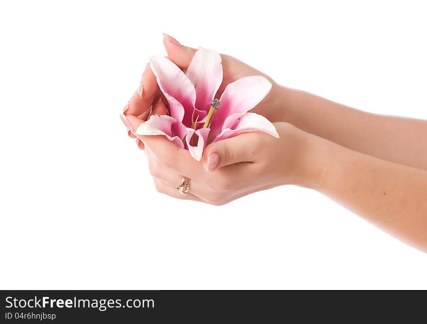 Beautiful woman hands and lily flower over white background