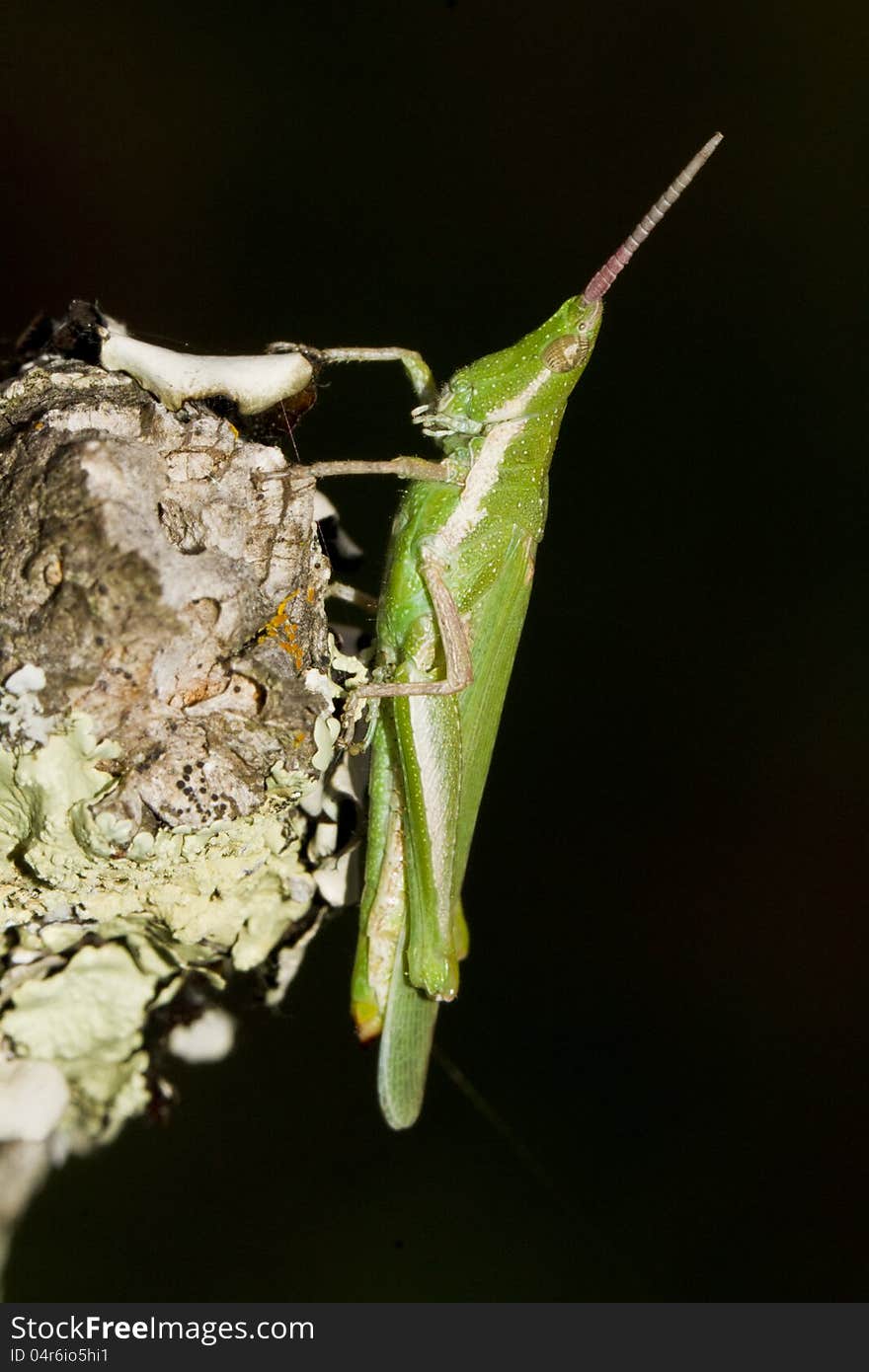 Close view detail of a green grasshopper (Pyrgomorpha conica). Close view detail of a green grasshopper (Pyrgomorpha conica).