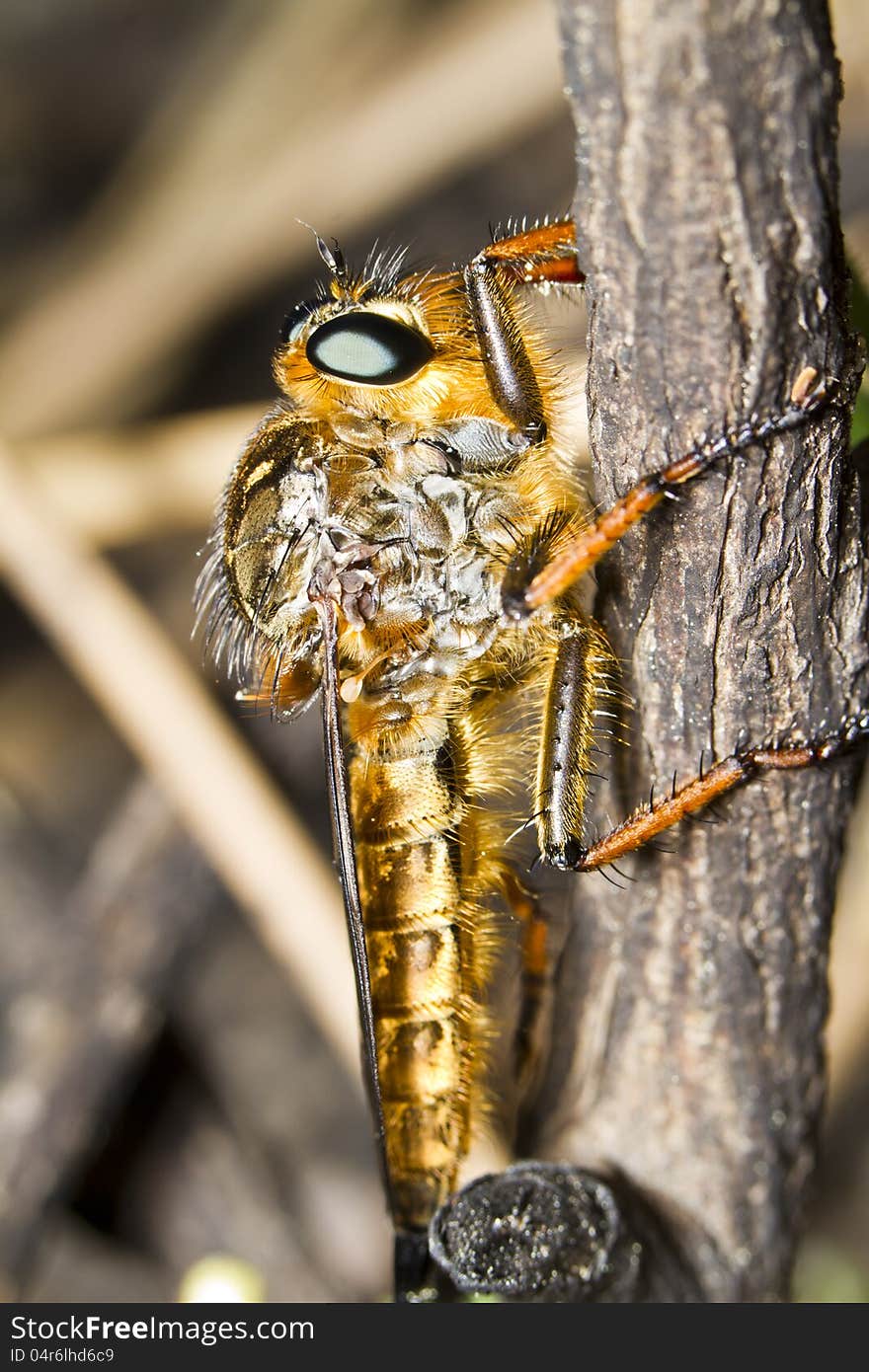 Giant robber fly &x28;proctacanthus rodecki&x29