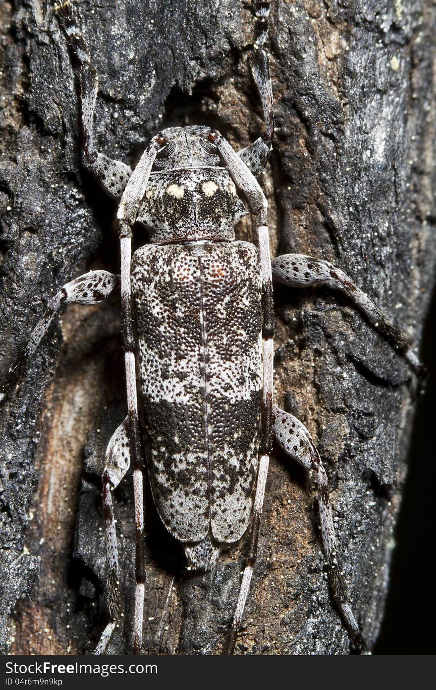 Close view detail of the weird Spotted Pine Sawyer (Monochamus clamator) insect. Close view detail of the weird Spotted Pine Sawyer (Monochamus clamator) insect.