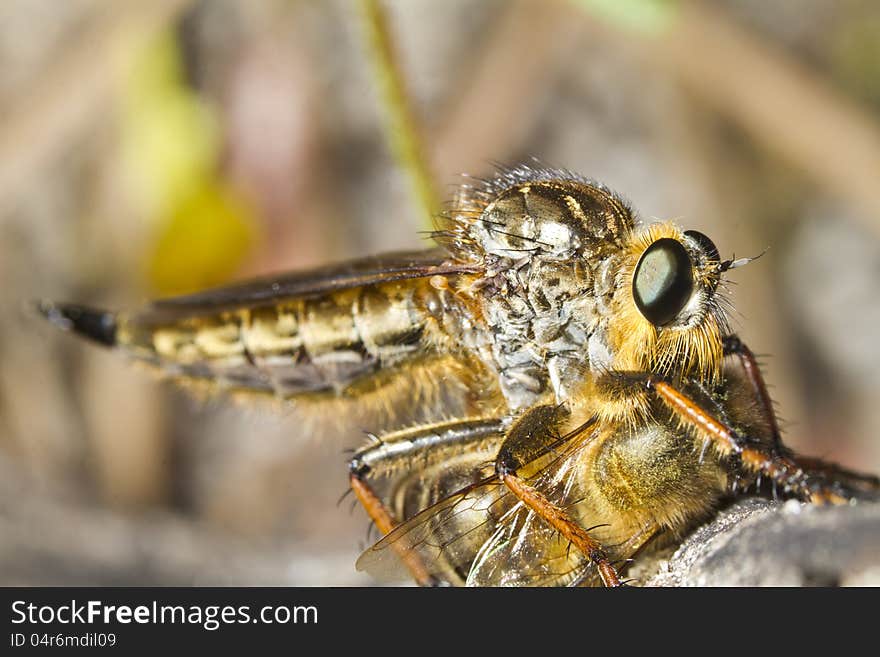 Giant Robber Fly &x28;proctacanthus Rodecki&x29;