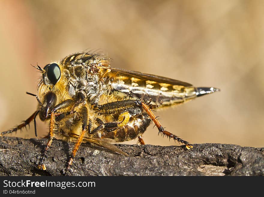 Giant robber fly &x28;proctacanthus rodecki&x29