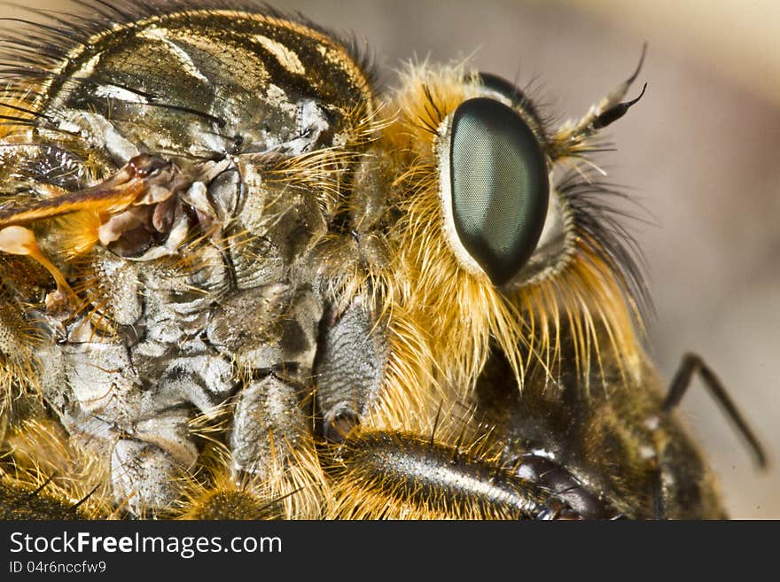 Giant robber fly &x28;proctacanthus rodecki&x29