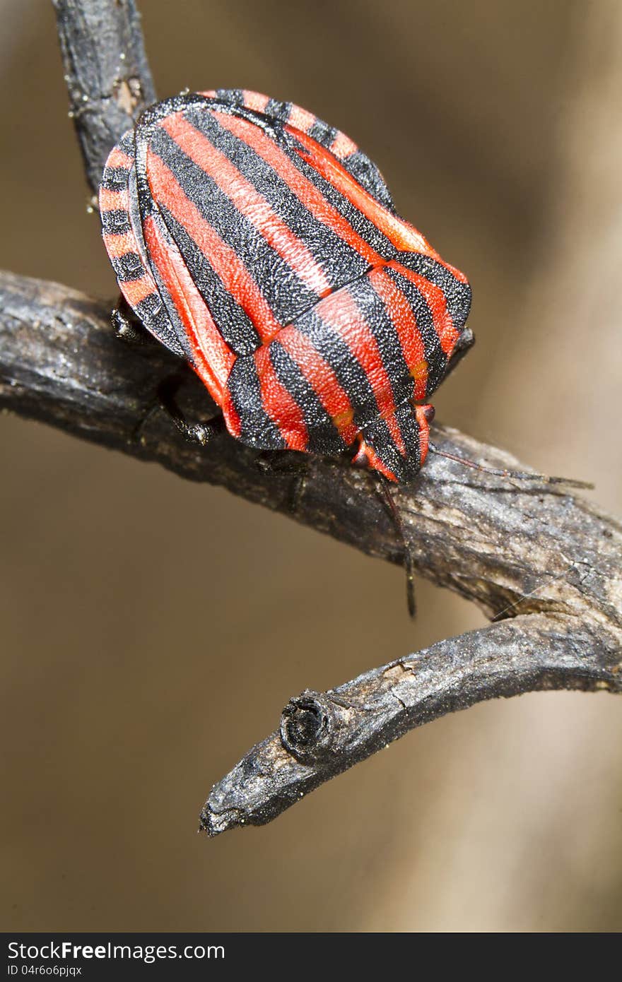 Graphosoma lineatum bug