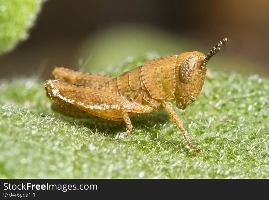 Close view detail of a orange grasshopper (Pezotettix giornae). Close view detail of a orange grasshopper (Pezotettix giornae).