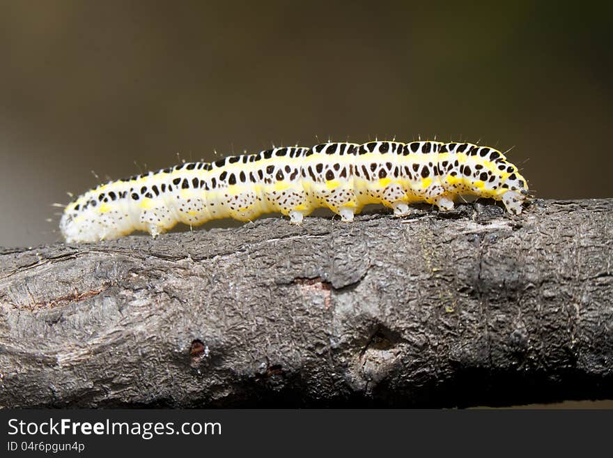 Close view detail of a cabbage caterpillar.