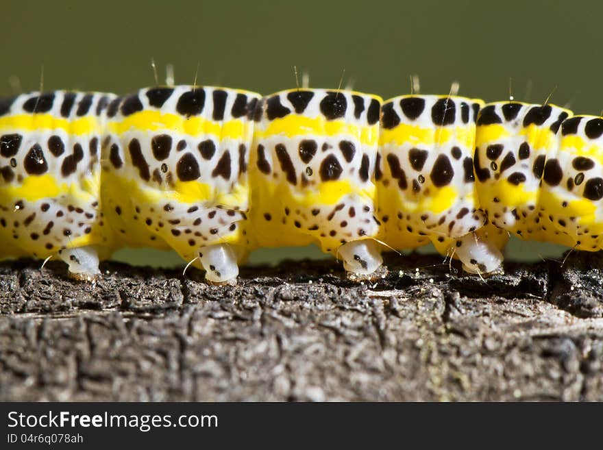 Close view detail of a cabbage caterpillar.