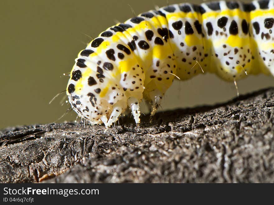 Close view detail of a cabbage caterpillar.