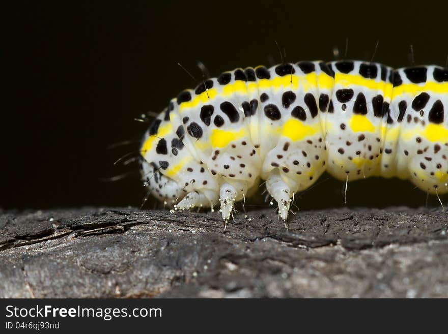 Close view detail of a cabbage caterpillar.