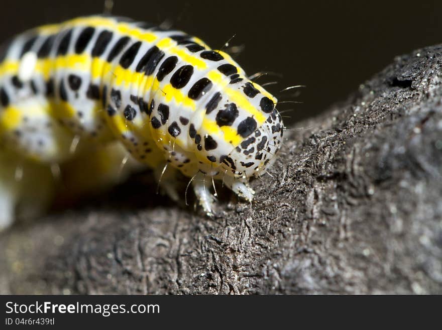 Close view detail of a cabbage caterpillar.