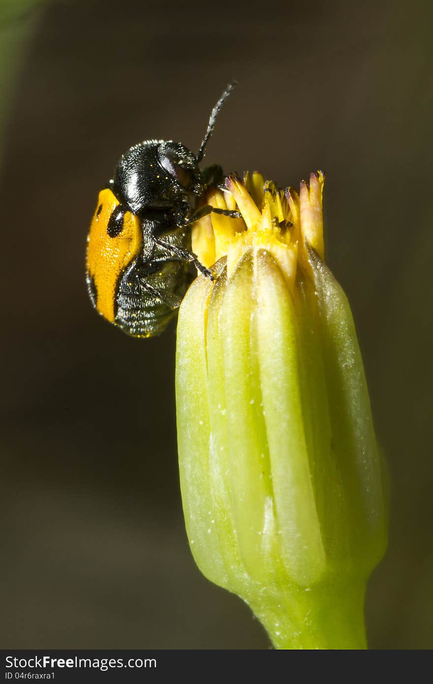 Leaf Beetle &x28;Lachnaia Paradoxa&x29;