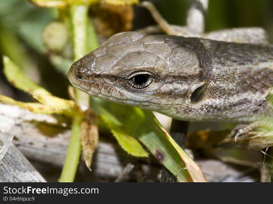 Close view detail of a large psammodromus (psammodromus algirus) lizard. Close view detail of a large psammodromus (psammodromus algirus) lizard.