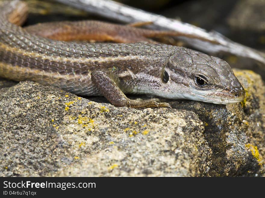 Close view detail of a large psammodromus (psammodromus algirus) lizard. Close view detail of a large psammodromus (psammodromus algirus) lizard.